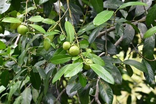 Diospyros nigra (Black sapote) — photo