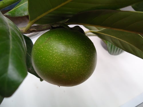 Diospyros nigra