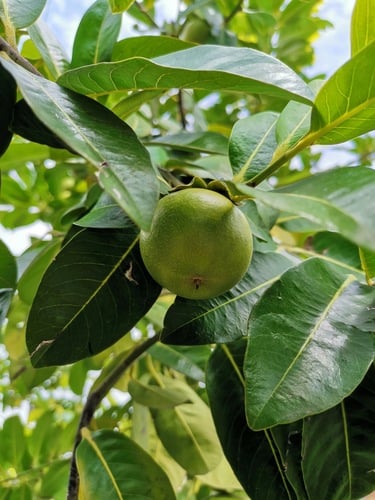 Diospyros nigra (Black sapote) — photo
