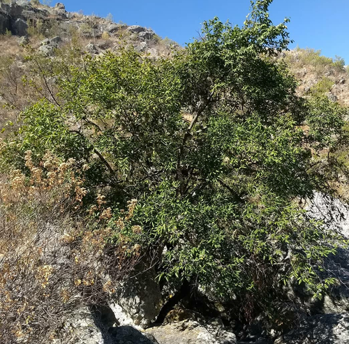Diospyros oaxacana — photo