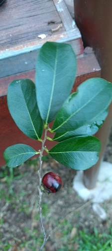 Diospyros obovata (Obovate persimmon) — photo