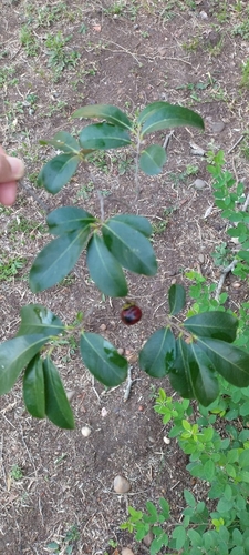 Diospyros obovata (Obovate persimmon) — photo