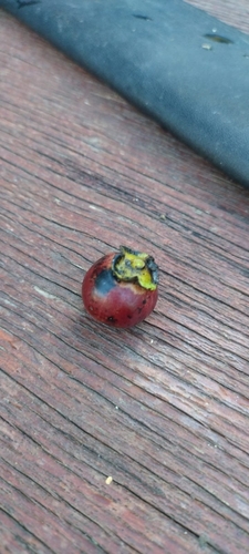 Diospyros obovata