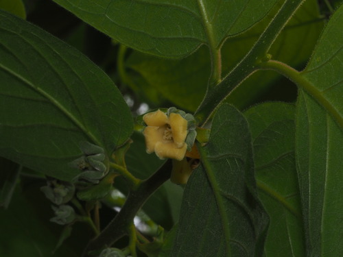 Diospyros oleifera