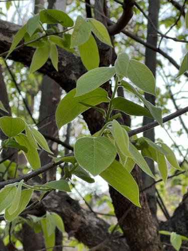Diospyros oleifera (You shi) — photo
