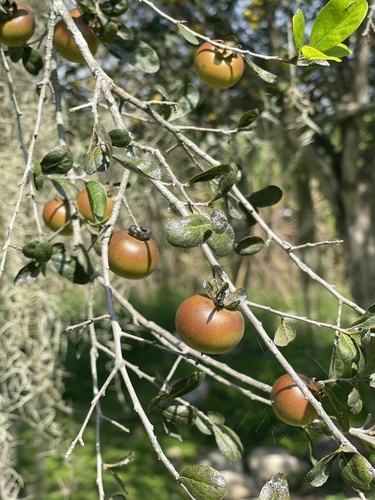 Diospyros palmeri — photo