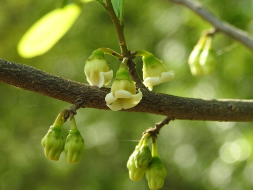 Diospyros palmeri — photo