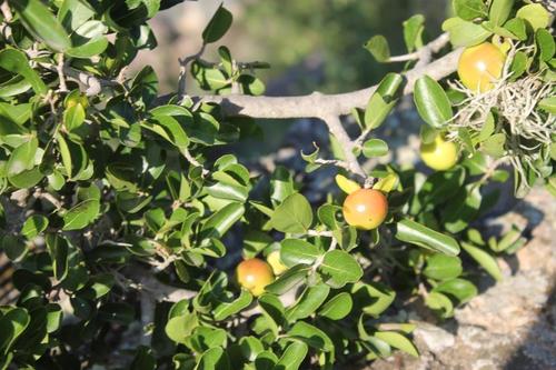 Diospyros palmeri