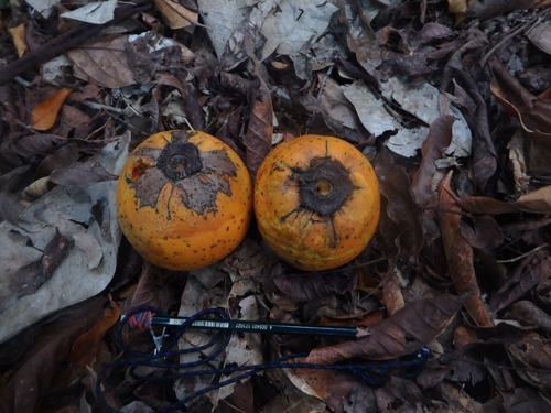 Diospyros papuana — photo