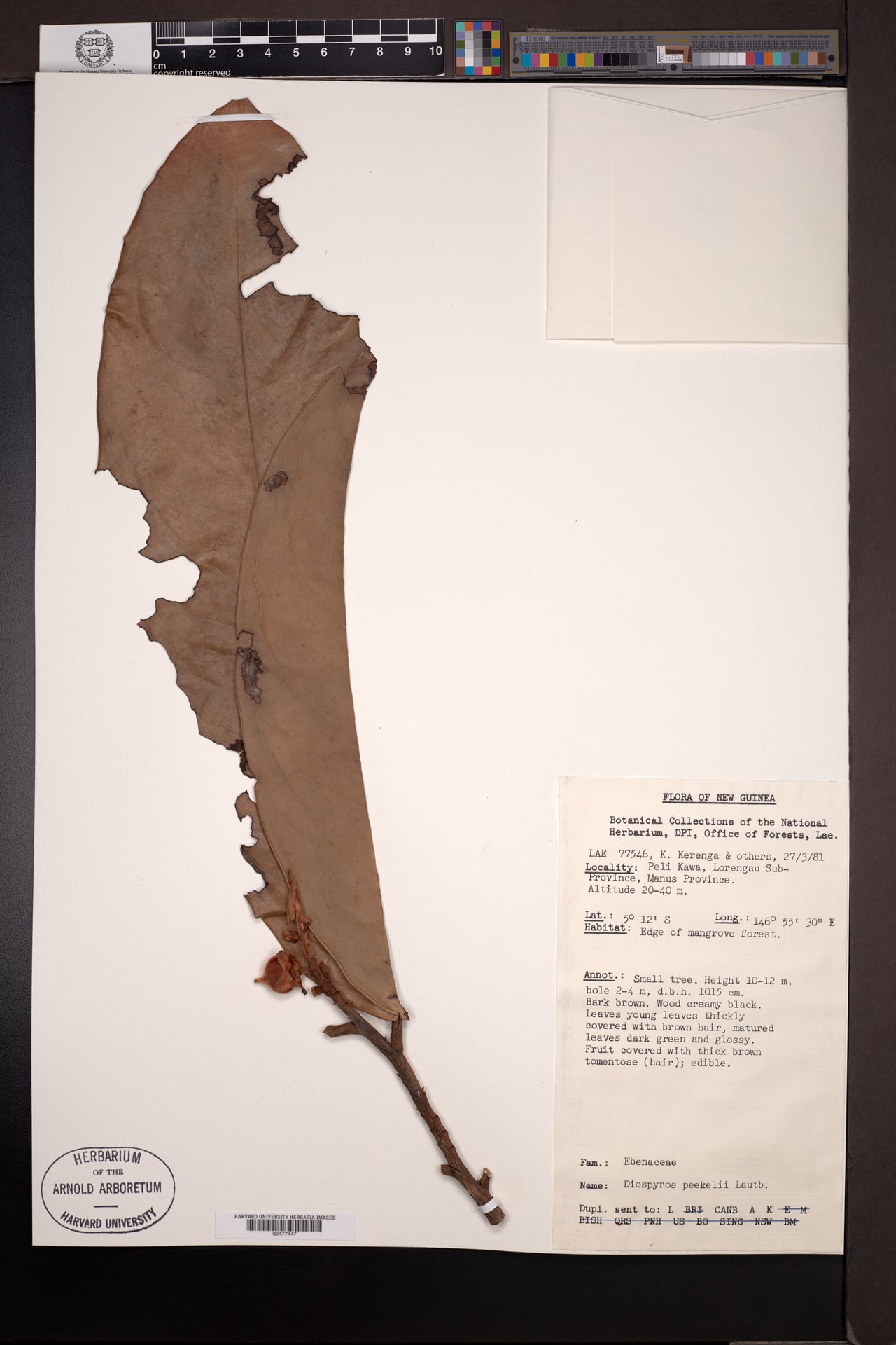 Diospyros peekelii (Aipa) — photo