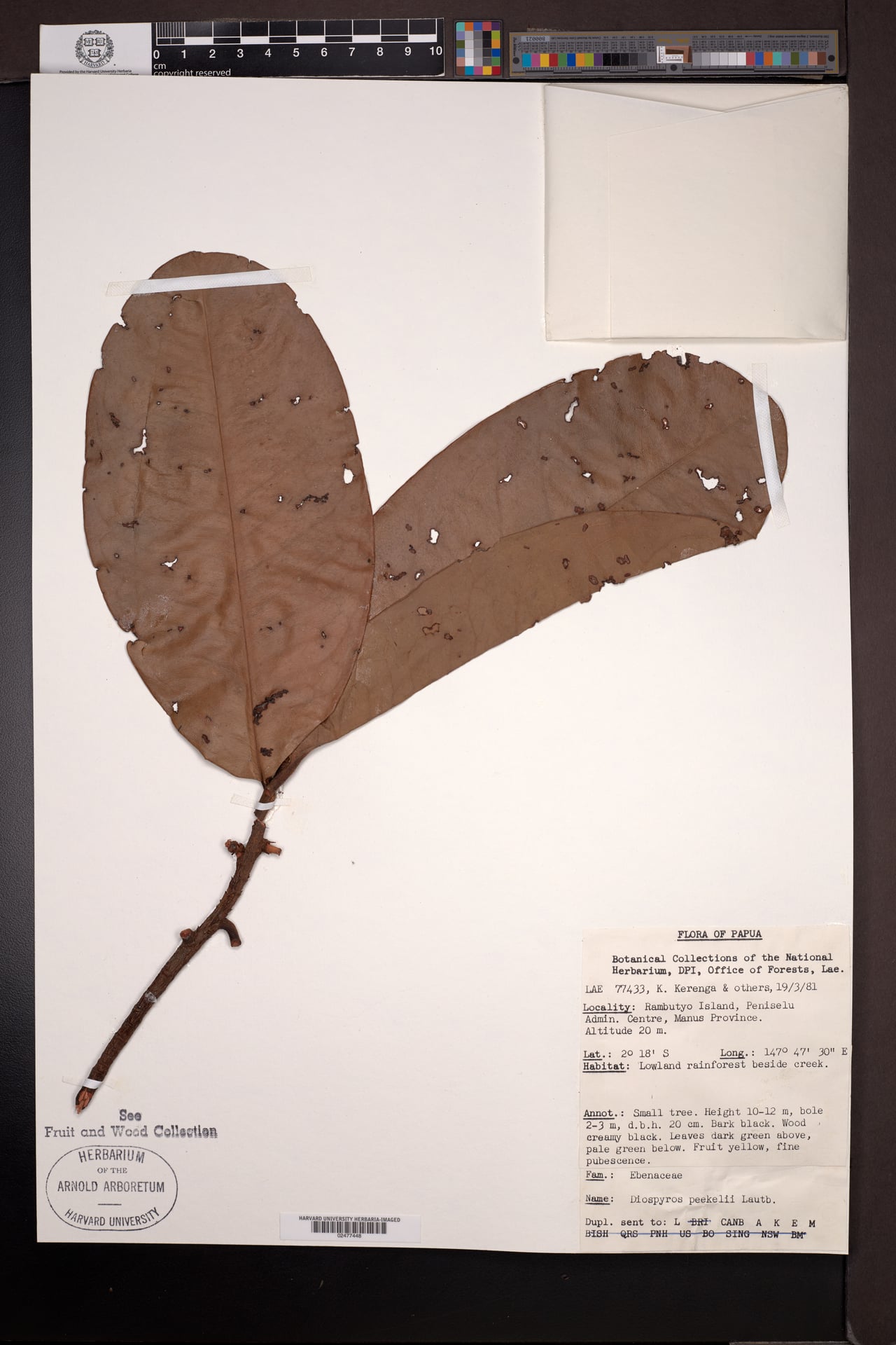 Diospyros peekelii (Aipa) — photo