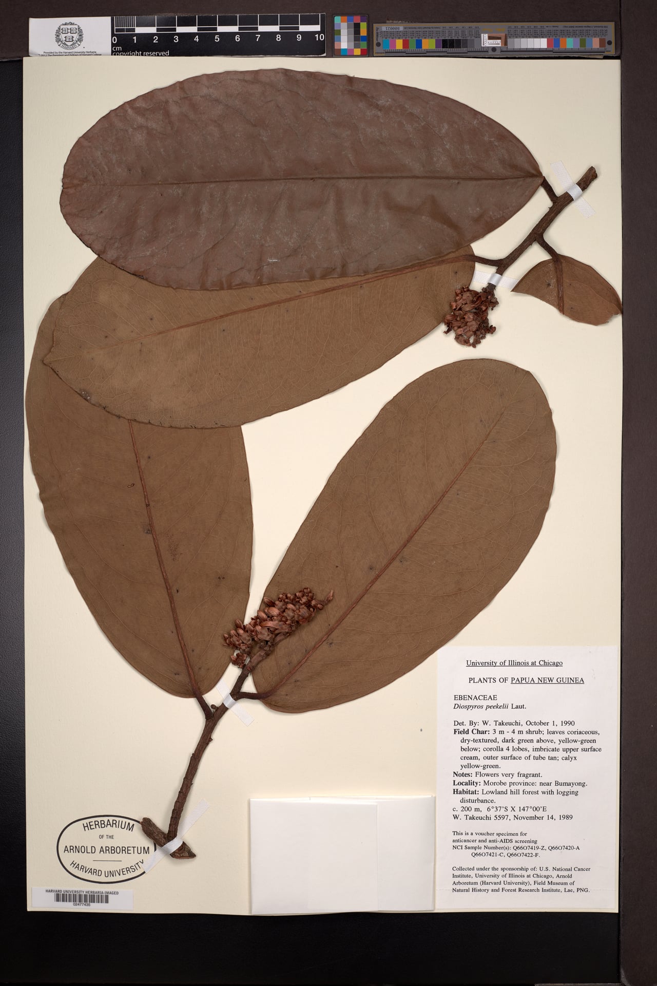 Diospyros peekelii