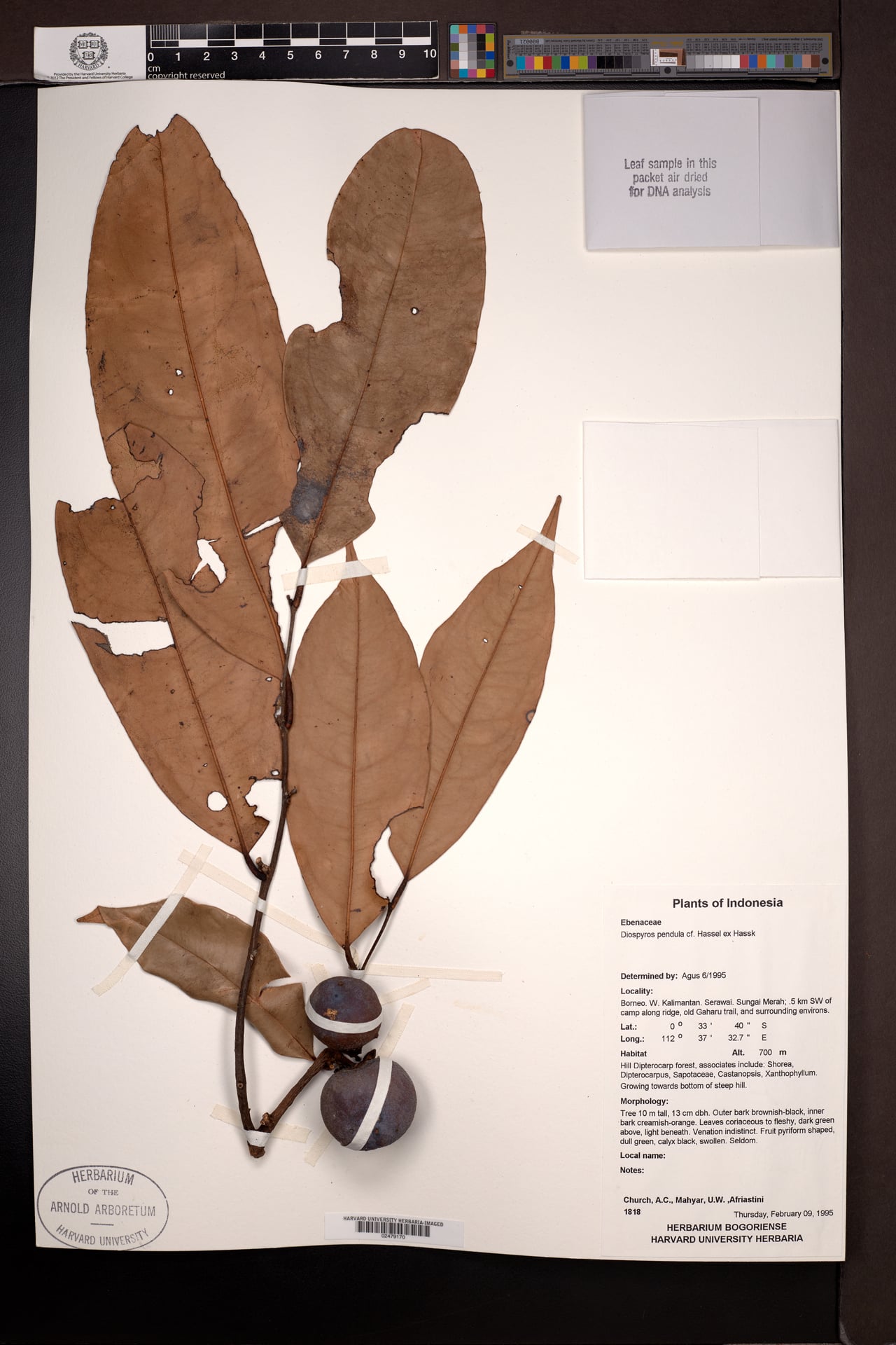 Diospyros pendula — photo