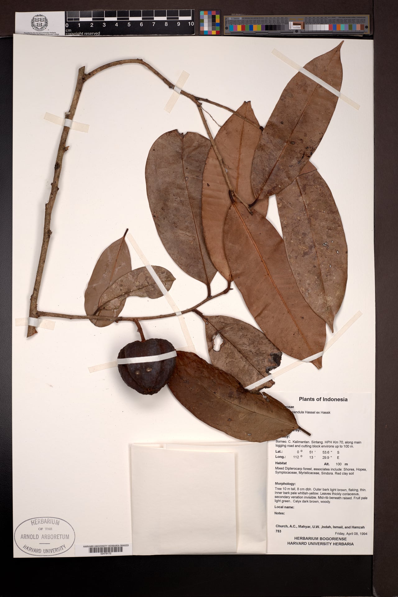 Diospyros pendula — photo