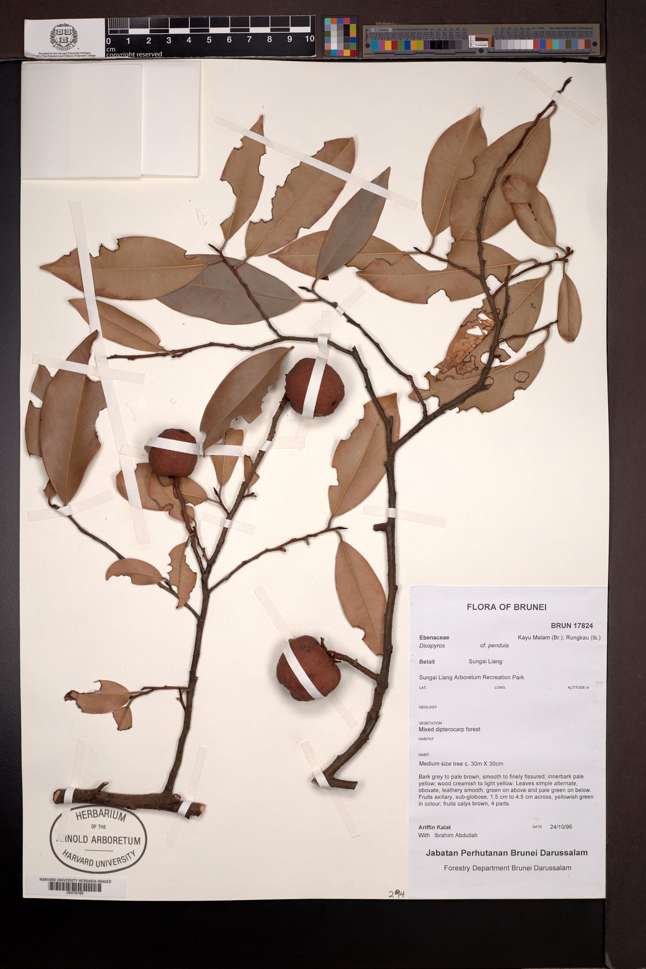 Diospyros pendula
