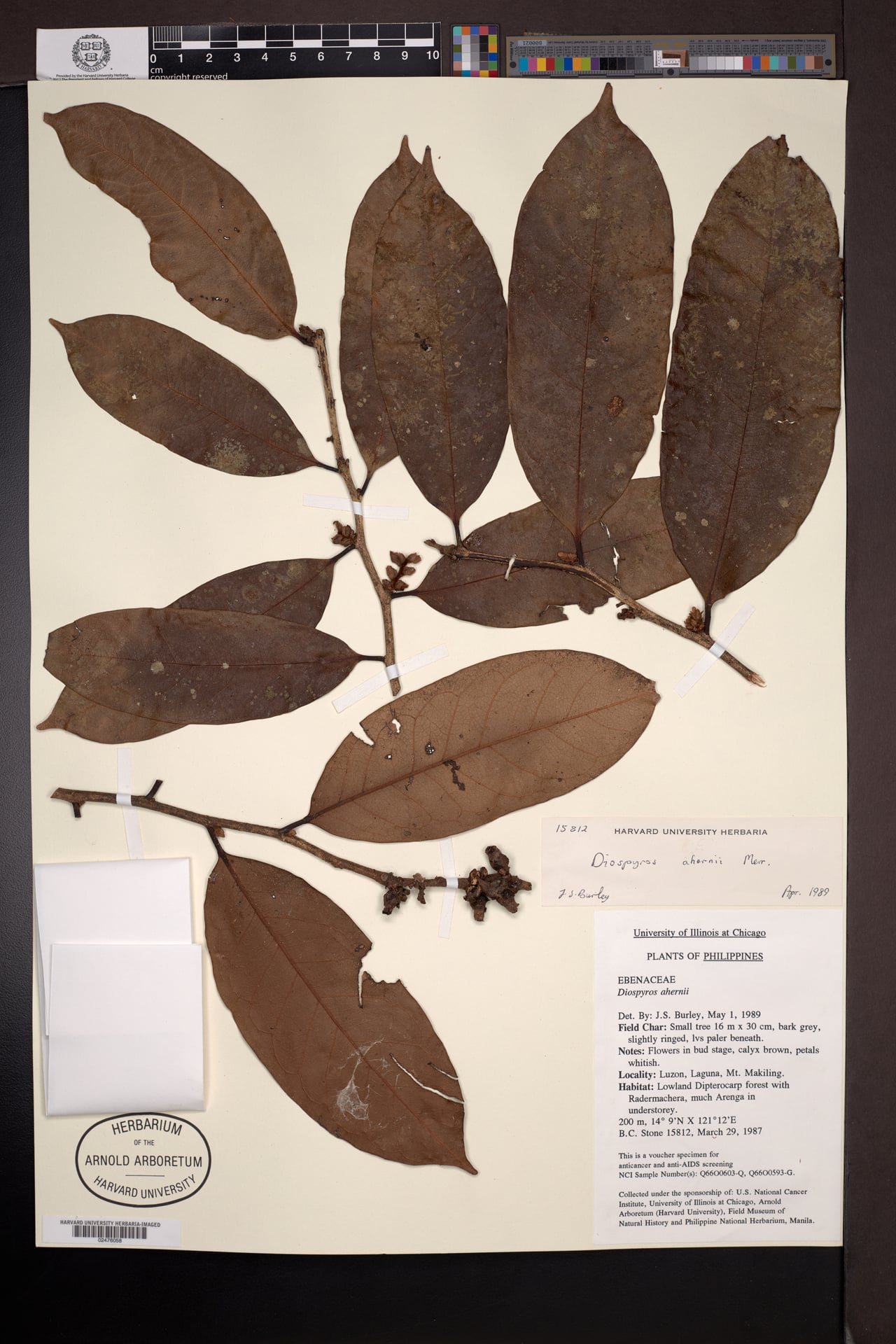 Diospyros pyrrhocarpa (Anang) — photo