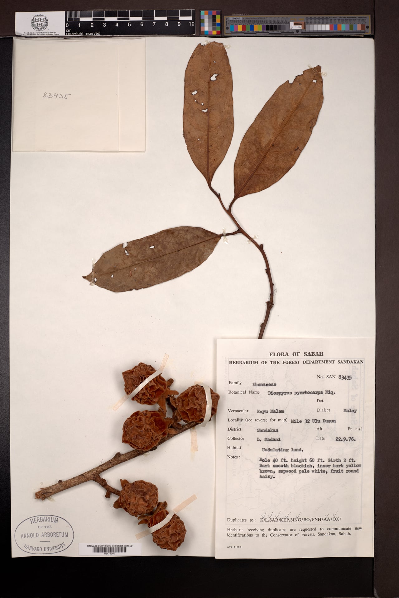 Diospyros pyrrhocarpa (Anang) — photo