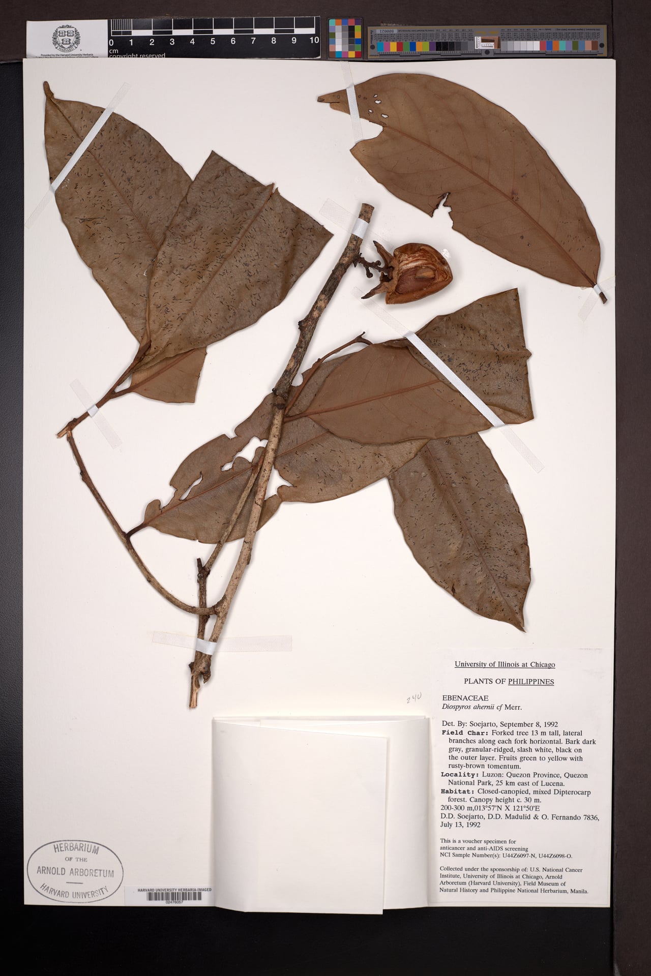 Diospyros pyrrhocarpa (Anang) — photo