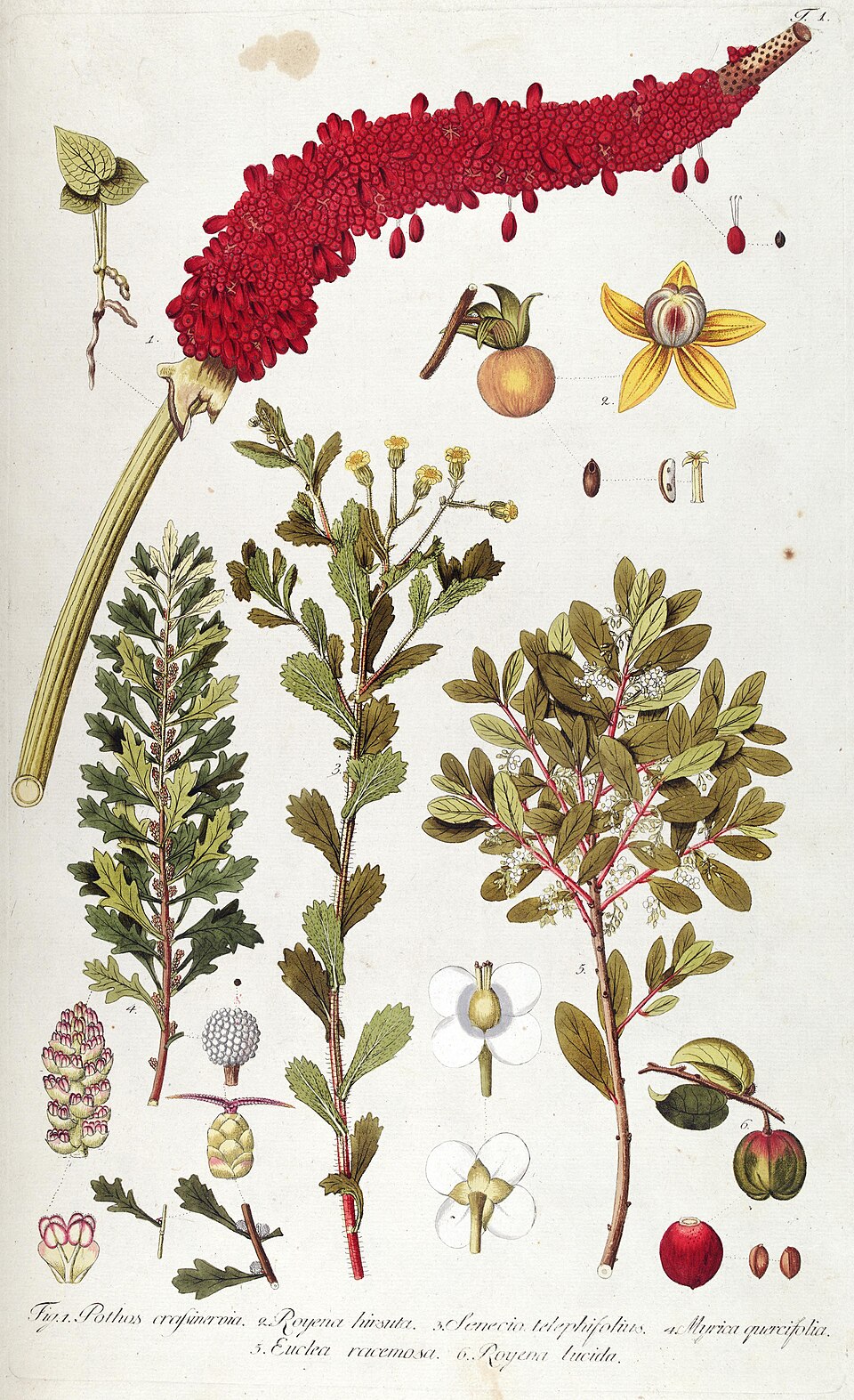Diospyros racemosa