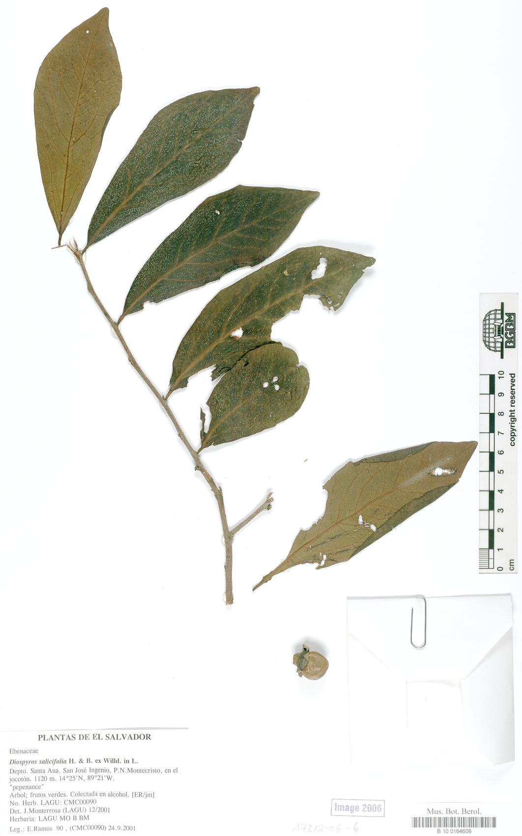 Diospyros rekoi — photo