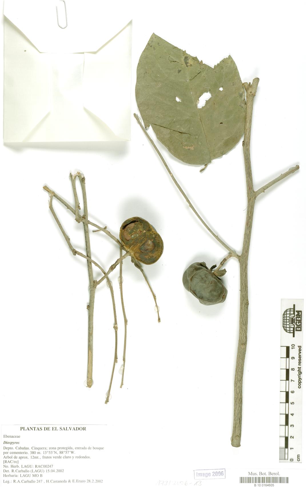 Diospyros rekoi
