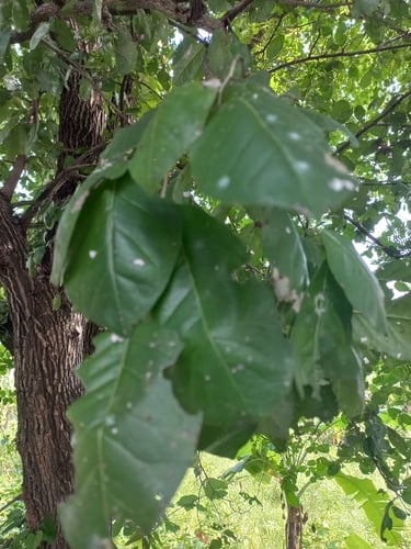 Diospyros rhodocalyx — photo