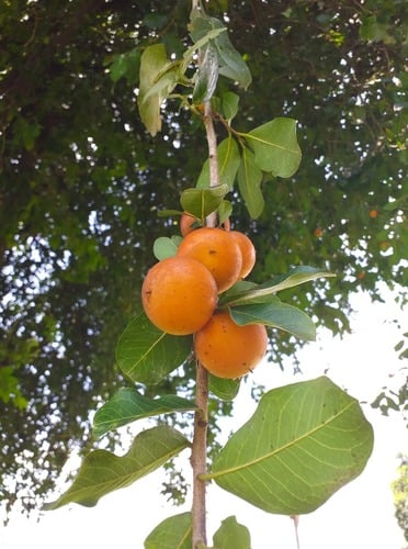 Diospyros rhodocalyx — photo