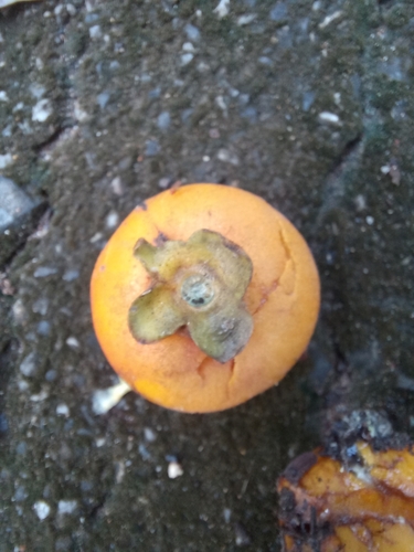 Diospyros rhodocalyx