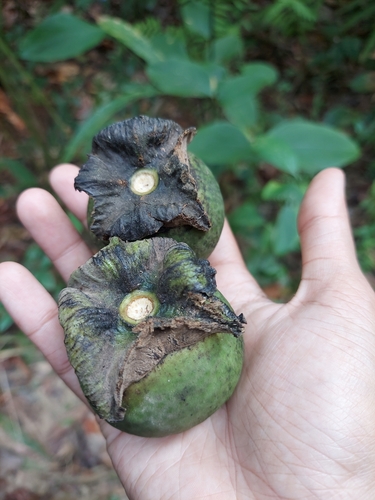 Diospyros ridleyi
