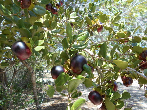 Diospyros rotundifolia