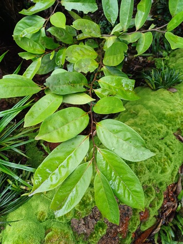 Diospyros samoensis (Samoan ebony) — photo
