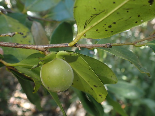 Diospyros samoensis