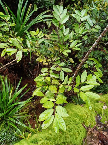 Diospyros samoensis (Samoan ebony) — photo