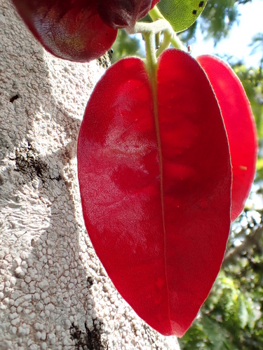 Diospyros sandwicensis (Lama) — photo
