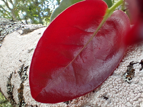 Diospyros sandwicensis (Lama) — photo
