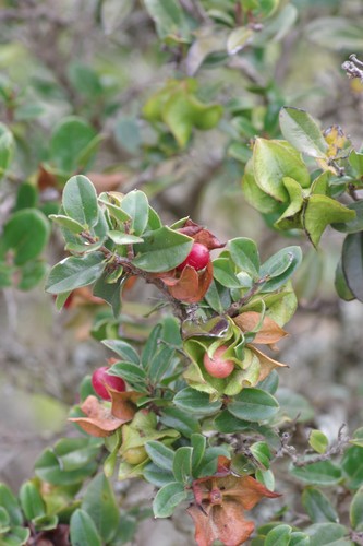 Diospyros scabrida (Coastal bladdernut) — photo