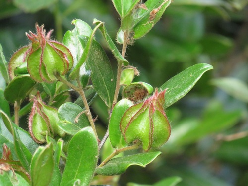 Diospyros scabrida