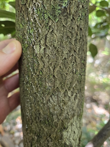 Diospyros sintenisii (Chinese persimmon) — photo