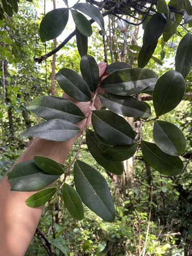 Diospyros sintenisii