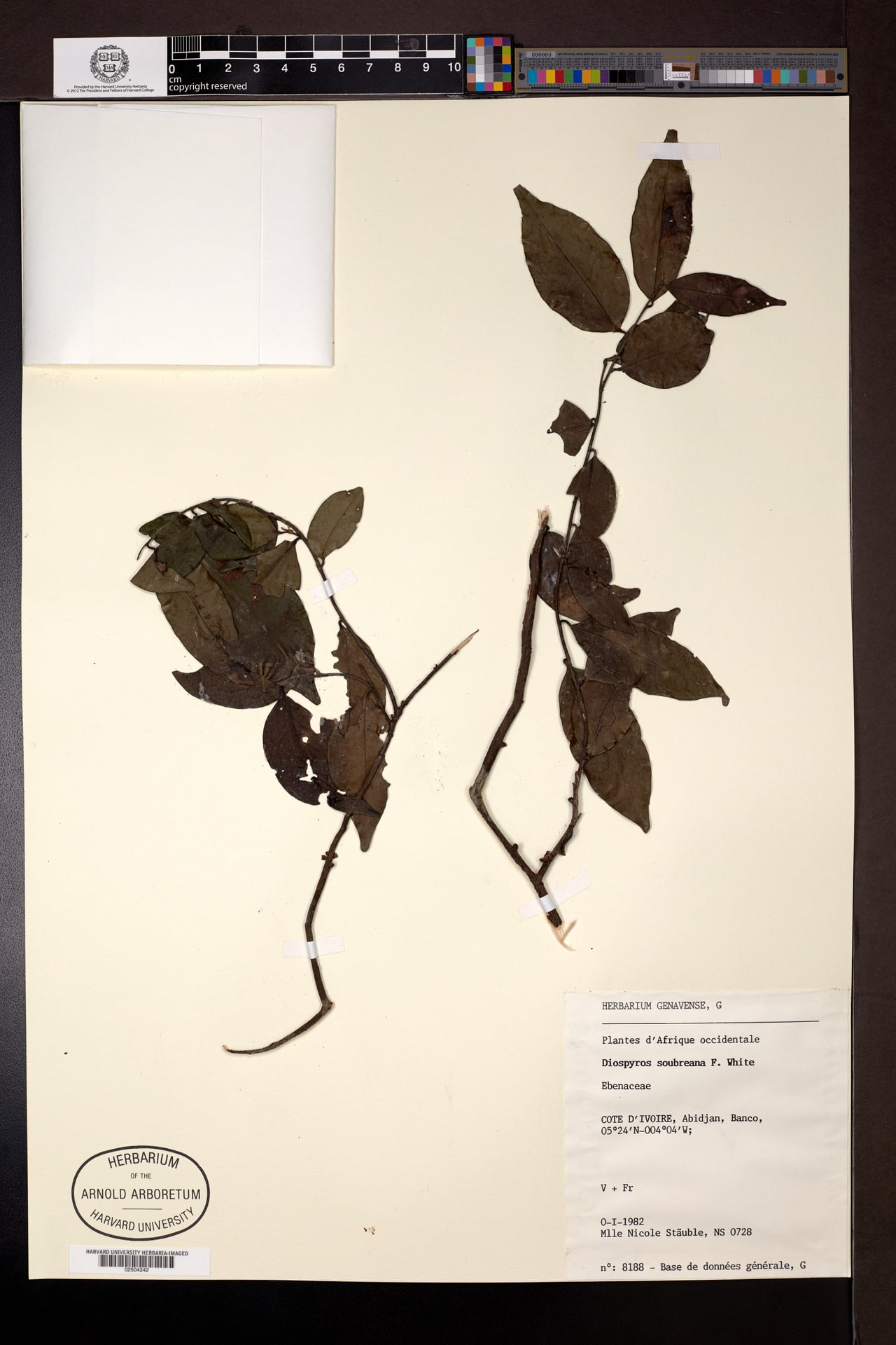 Diospyros soubreana — photo
