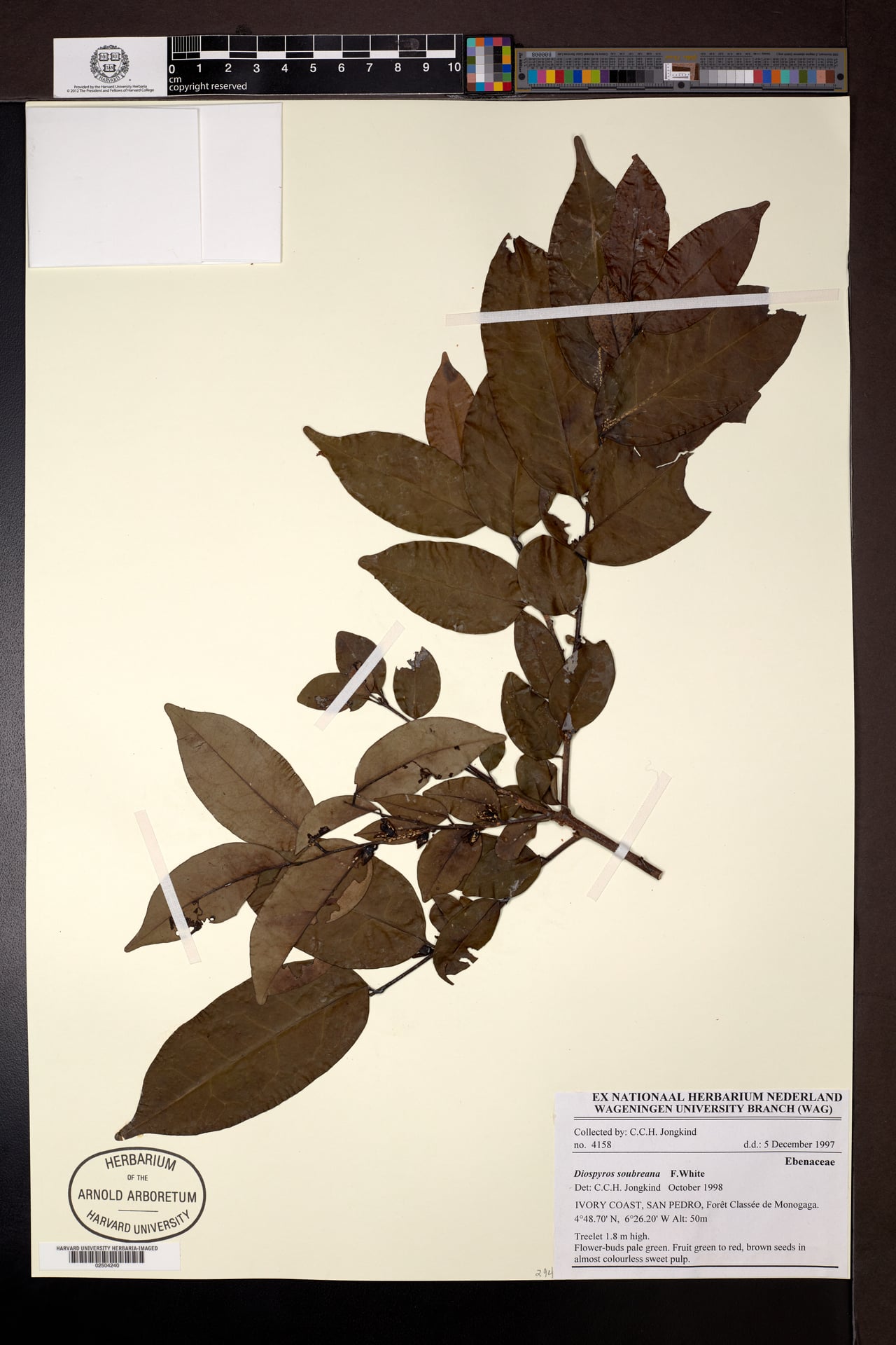 Diospyros soubreana