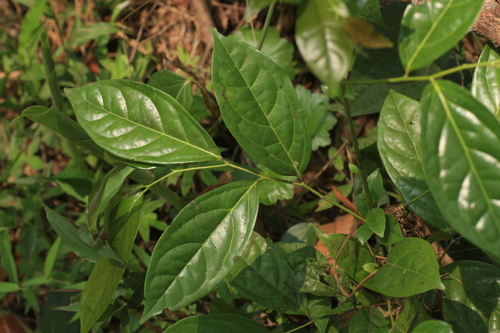 Diospyros sylvatica — photo
