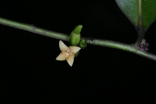 Diospyros tetrandra — photo