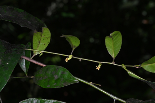 Diospyros tetrandra — photo