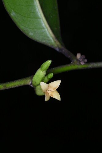 Diospyros tetrandra