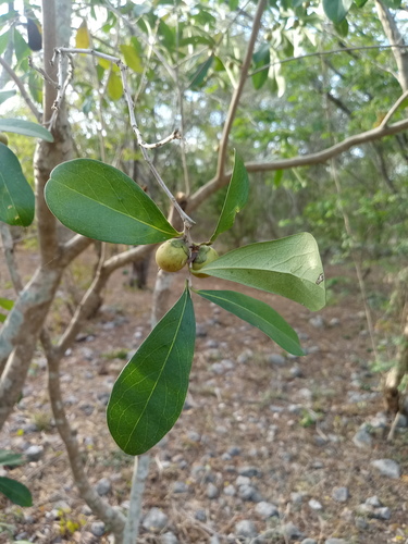 Diospyros tetrasperma (Clamberry persimmon) — photo