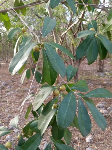 Diospyros tetrasperma (Clamberry persimmon) — photo