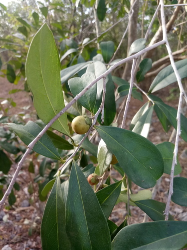 Diospyros tetrasperma