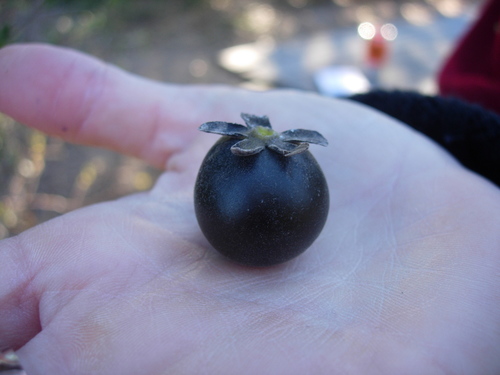 Diospyros texana (Texas persimmon) — photo