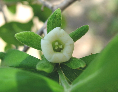 Diospyros texana (Texas persimmon) — photo
